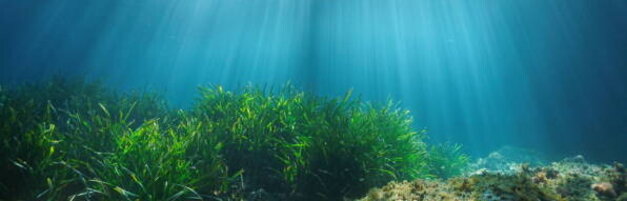 Anteprima: Mediterraneo bollente, l'esperto Scoccimarro: "Temperature più alte, più precipitazioni i…
