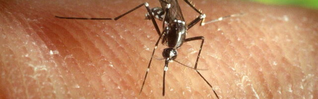 Anteprima: Casi di malaria all'aeroporto di Francoforte, sei dipendenti contagiati: uno è morto
