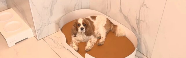 Anteprima: Lusso per cani, nell'asilo hi-tech tra musica cardioprotettiva e collari Gps