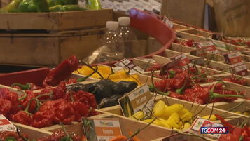 Alimentari, in arrivo rincaro di 420 milioni sul carrello della spesa nei prossimi tre mesi