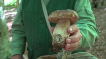 Copertina: Monte Amiata, in centinaia vanno a funghi… e scatta la "guerra"