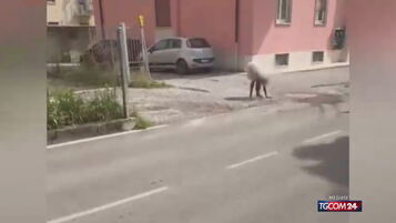 Bergamo, apre il gas e accoltella un carabiniere: 46enne in manette per tentata strage