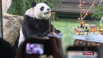 La Cina presta due panda allo zoo di Atlanta