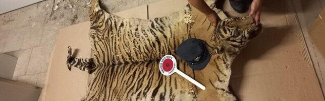 Anteprima: Mistero a Camerino (Macerata): pelle con testa di tigre abbandonata davanti a un museo