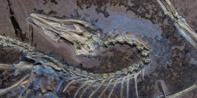 Scoperta in Cina una nuova specie di dinosauro con piume