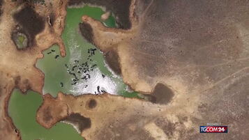 Anteprima: La morsa della siccità sullo Sri Lanka, anche gli animali non hanno più acqua