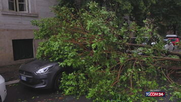 Anteprima: Roma, albero crolla in via Filangieri vicino a Piazza del Popolo