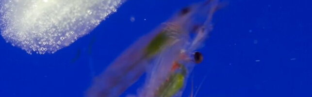 Anteprima: "Giù le mani dal Krill", il gamberetto che tiene in vita l'Antartide
