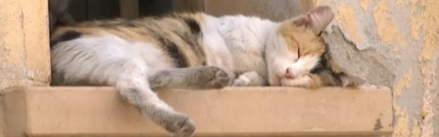Belluno, è giallo per la sparizione di oltre 50 gatti domestici da alcuni Comuni