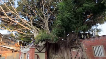 Anteprima: Nel centro storico del Fujian spunta una "casa sull'albero"