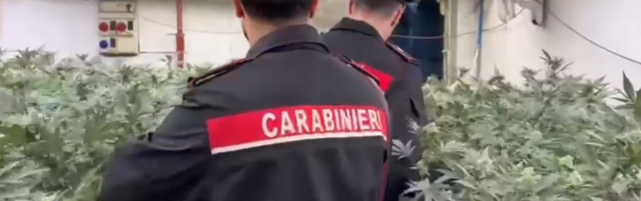 Anteprima: Cuneo, smantellata una rete di "professionisti" della cannabis indoor: 8 arresti