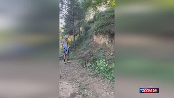 Spagna, ciclista salva un capriolo incastrato in una recinzione