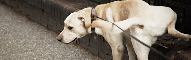 Abruzzo, sindaco ordina di lavare la pipì dei cani: animalisti ricorrono al Tar