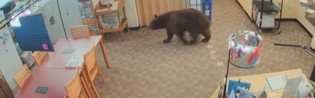 California, le telecamere di sicurezza inquadrano l'orso a "passeggio" in biblioteca